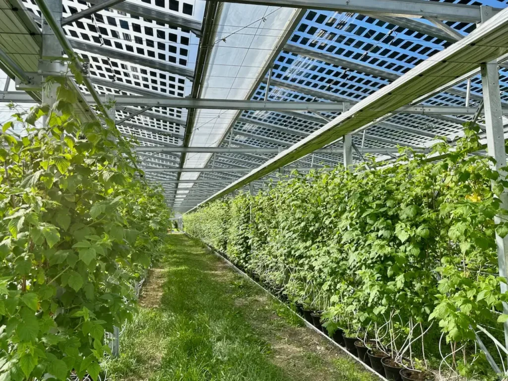 agricultural greenhouses BIPV 1