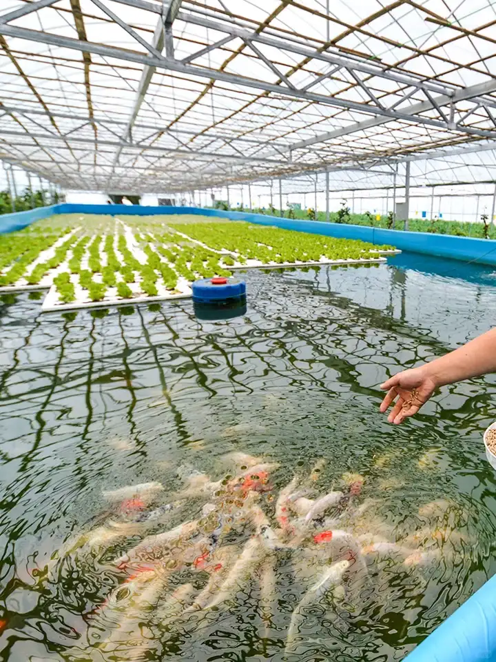 agricultural greenhouses BIPV 11