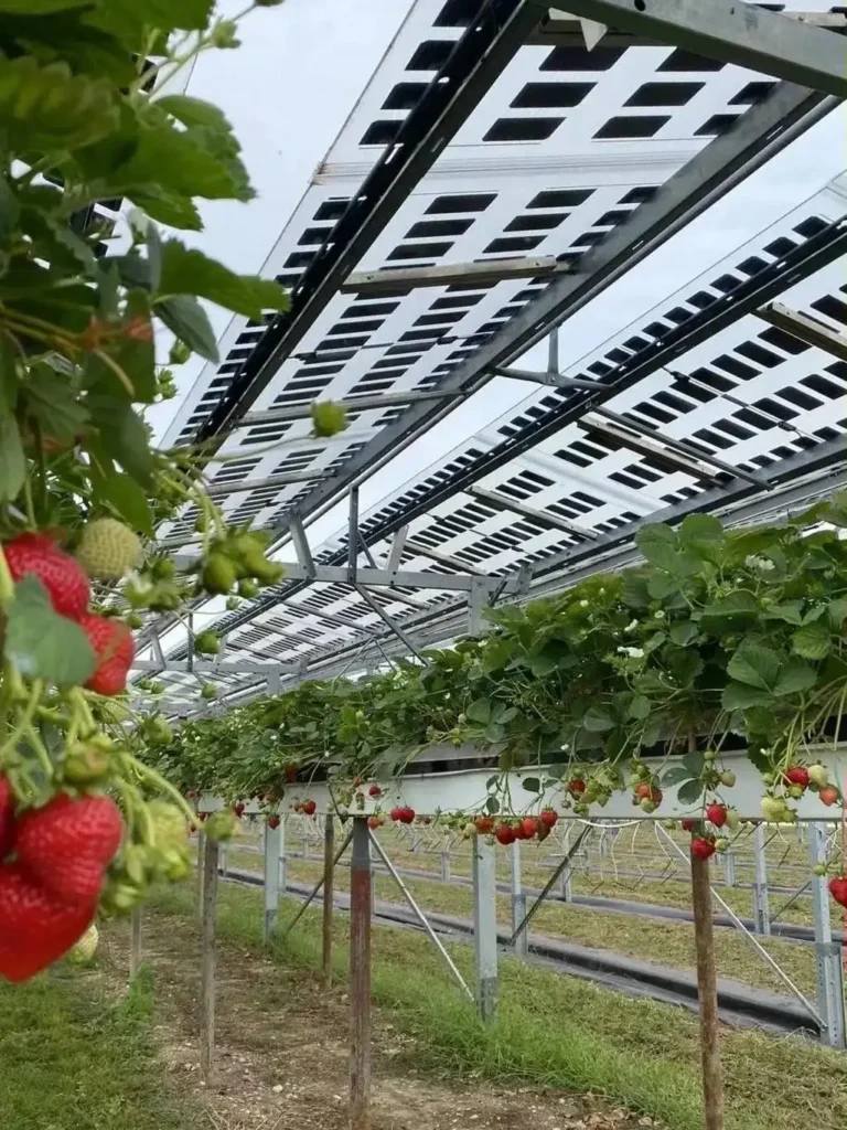 agricultural greenhouses BIPV 7